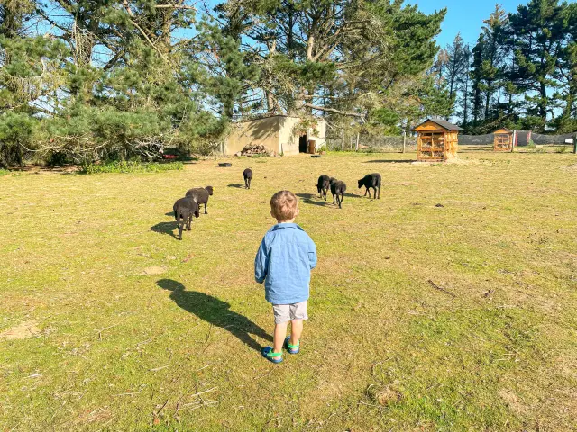 Parc animalier de la Pommeraie - Peumerit
