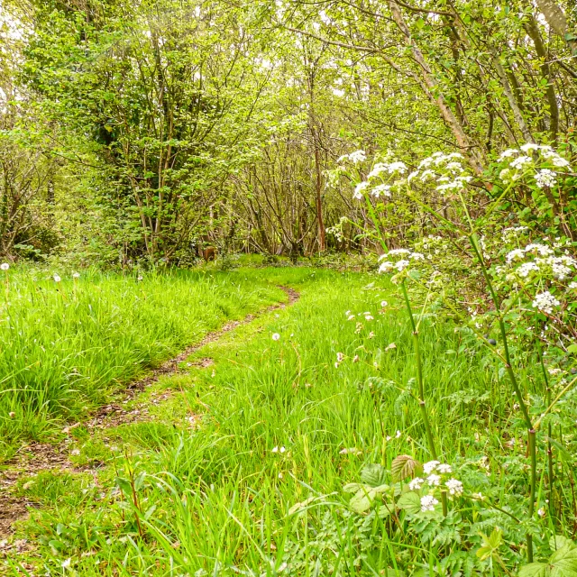 Chemin de forêt - Peumerit
