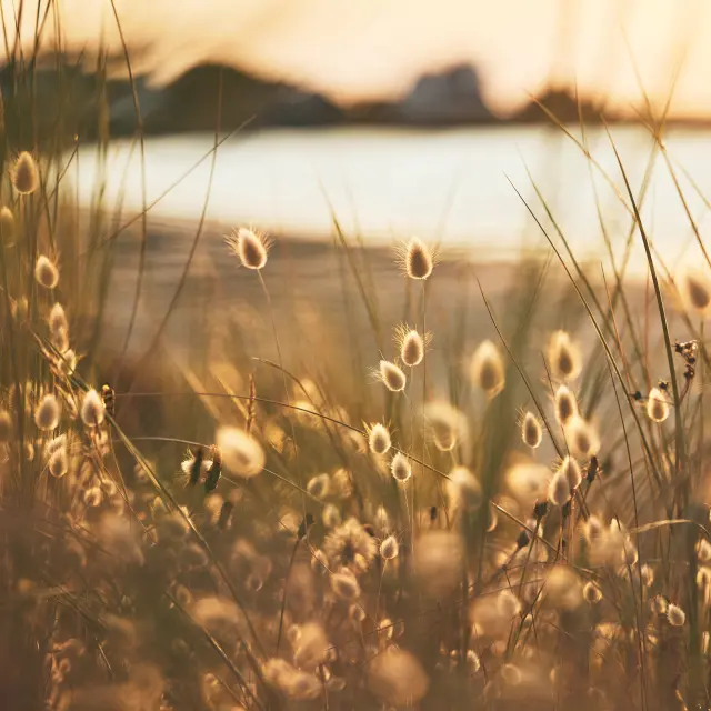 Natur im Pays bigouden