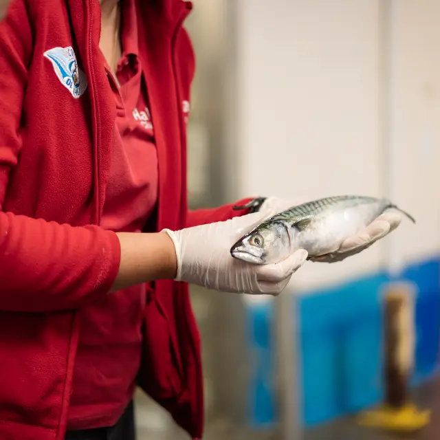 Haliotia - the fish market - Le Guilvinec