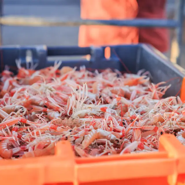 return of the boats - langoustines - Le Guilvinec