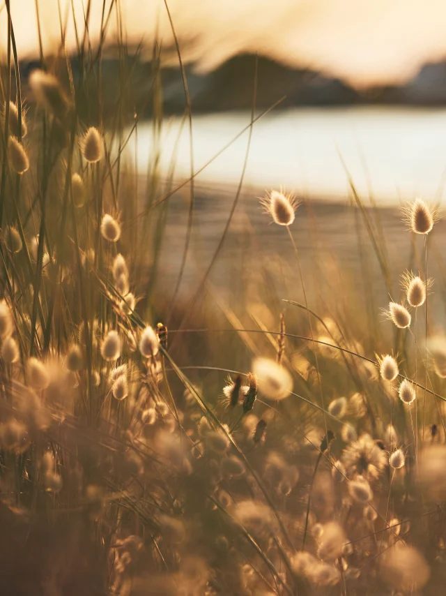 Nature en Pays bigouden