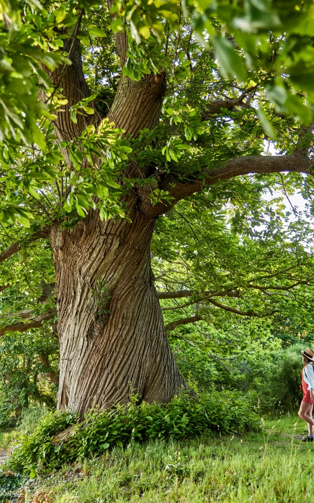 Randonnée le long de la rivière - Pont-L'Abbé
