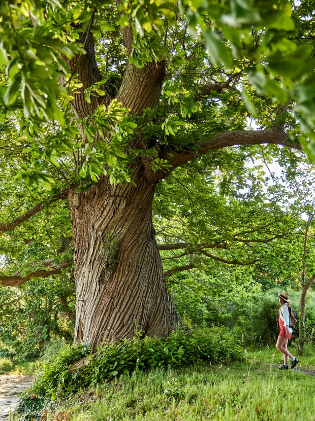 Randonnée le long de la rivière - Pont-L'Abbé