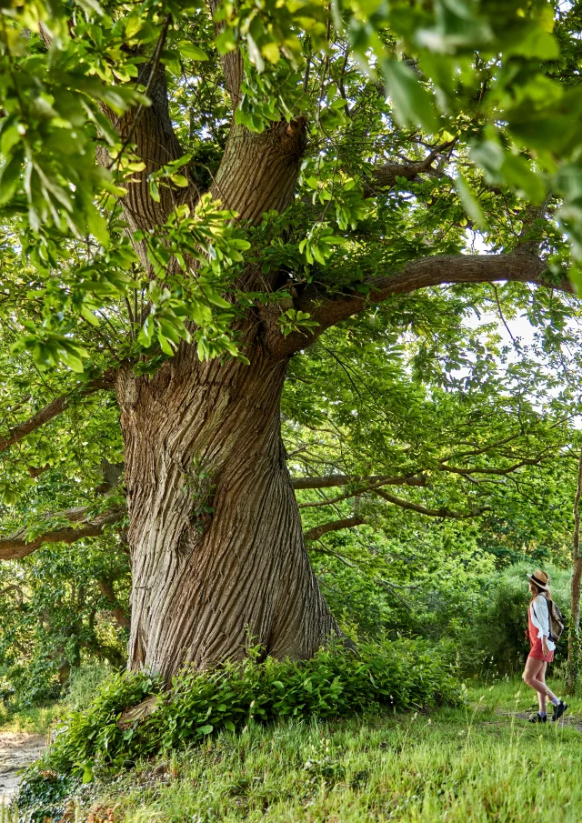Wanderung entlang des Flusses - Pont-L'Abbé