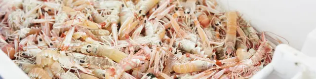 Langoustines - Le Guilvinec