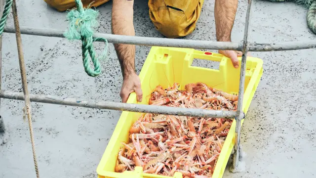 Return from fishing - langoustines - Lesconil