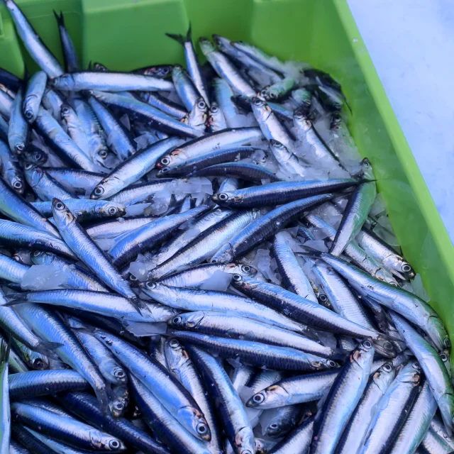 Port de Saint-Guénolé