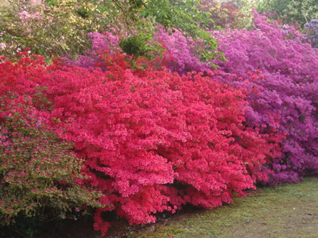 Parque Botánico y Museo de Minerales de Cornouaille - Combrit