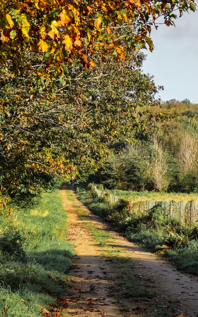 Bosque de Saint-Ronan - Plozévet
