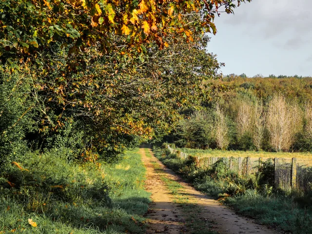 Bois de Saint-Ronan - Plozévet
