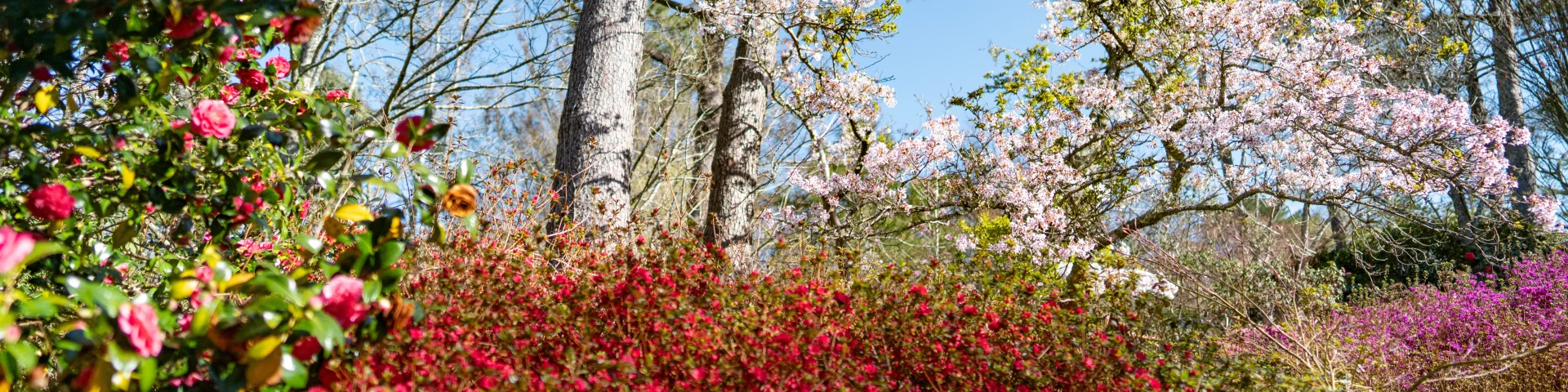 Combrit Parc Botanique Cornouaille