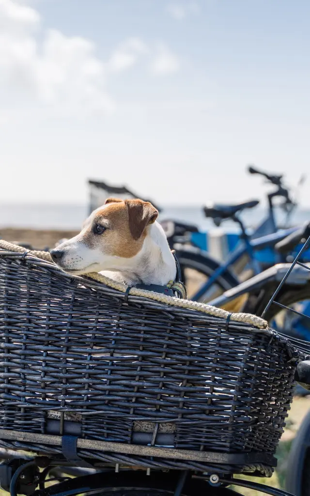 Chien dans panier vélo