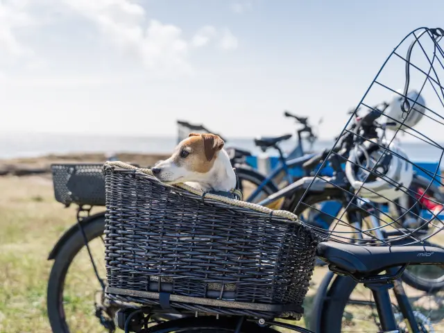 Perro en cesta de bicicleta