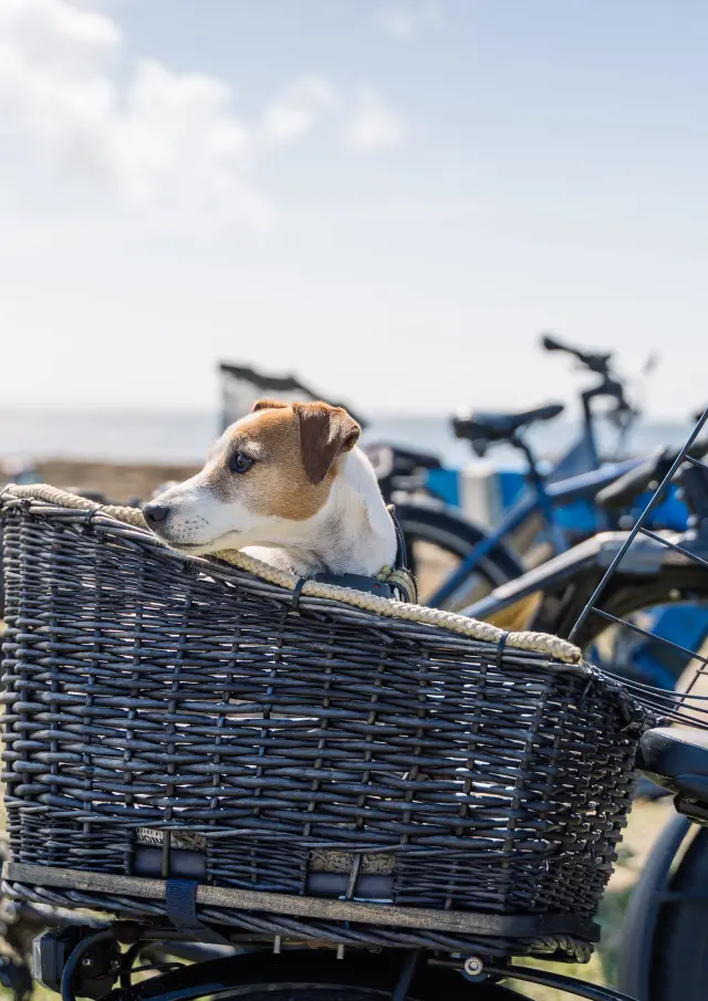Hond in fietsmand