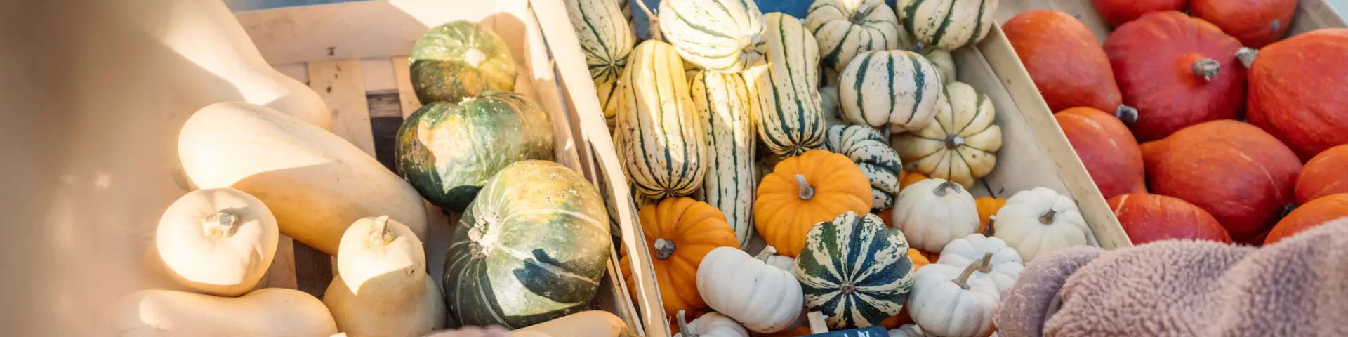 Maraîcher en Pays bigouden