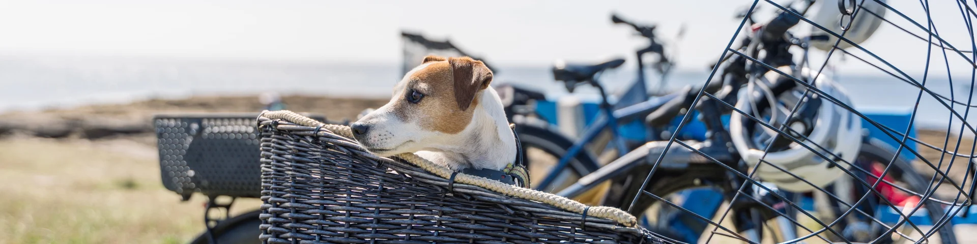 Chien dans panier vélo