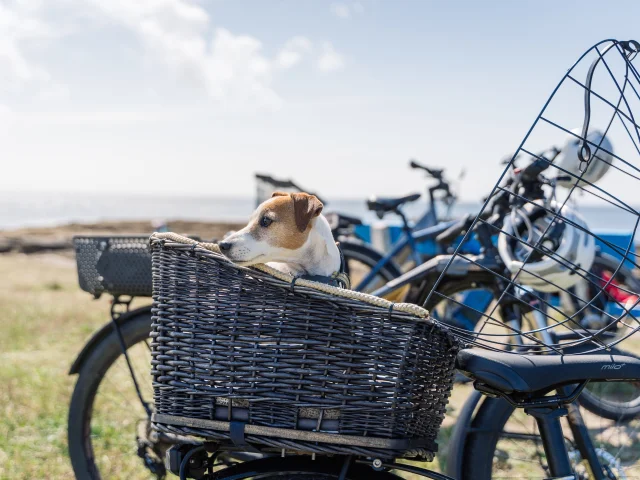 Chien dans panier vélo