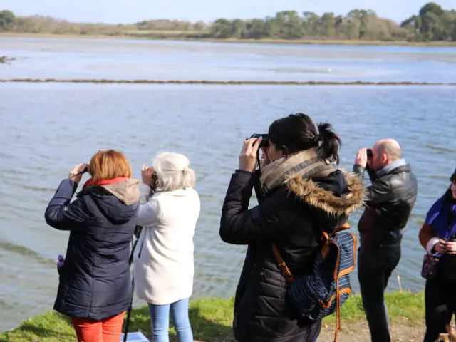 Pont L'abbé - Obsrvation der Vögel im Fluss.