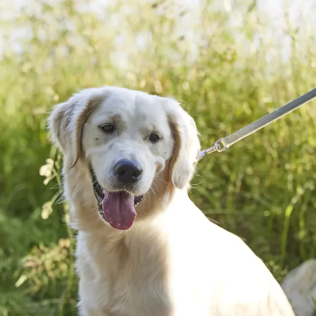 Le Pays bigouden avec mon chien
