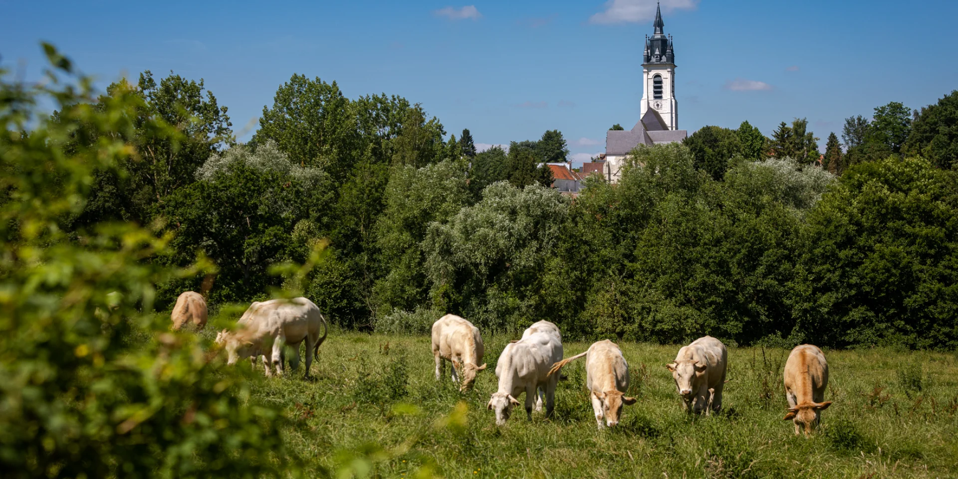 cow grazing in a meadow with the church in the background