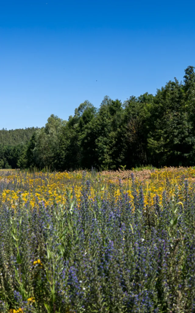 Conde Sur Lescaut Chabaud Latour Otcvmclaude.waeghemacker Hd 51 1