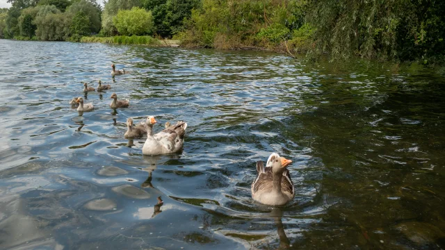 Canards vignoble de Valenciennes