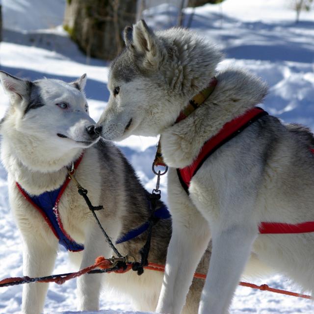 Chiens De Traîneaux 2020@images&rêves (1)