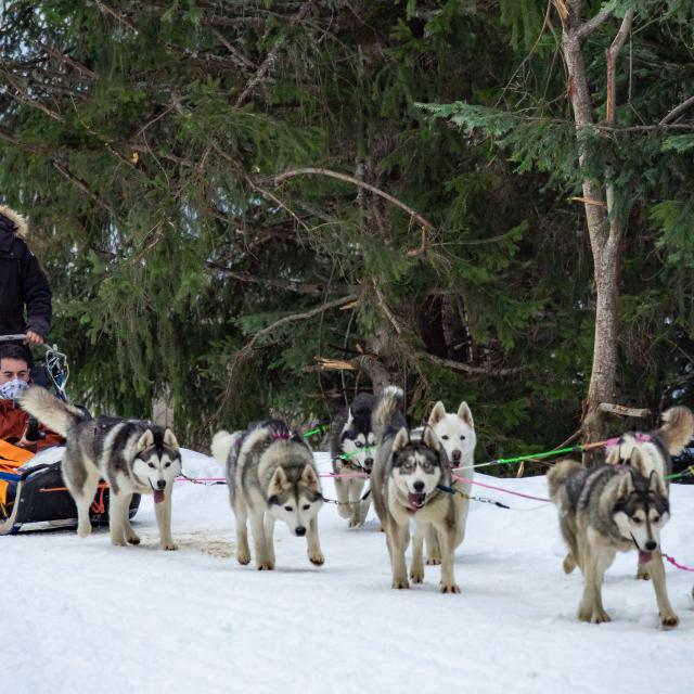 Chiens De Traîneaux 2020@images&rêves (16)