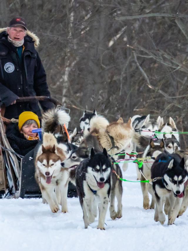 Chiens De Traîneaux 2020@images&rêves (16)