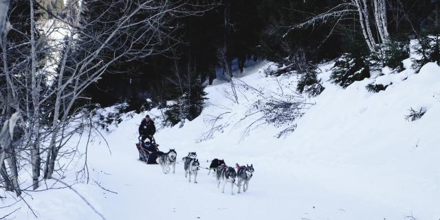 Chiens De Traineaux