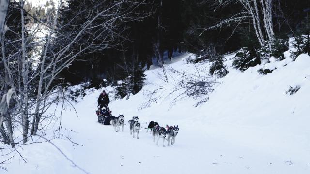 Chiens De Traineaux