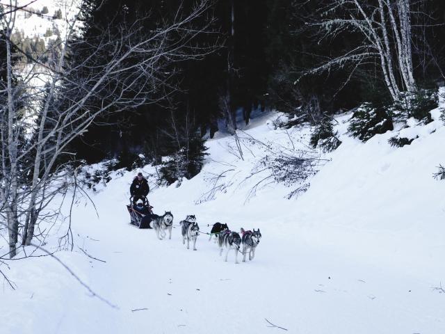Chiens De Traineaux