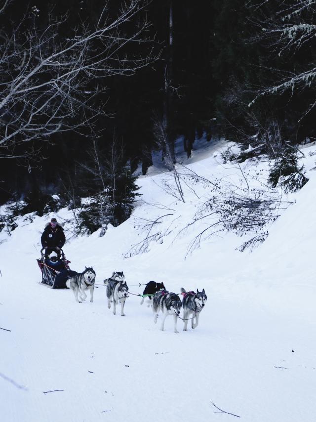 Chiens De Traineaux Team Ehawee 2019 @ot Oz (1)
