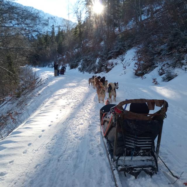 Chiens De Traineaux@team Ehawee