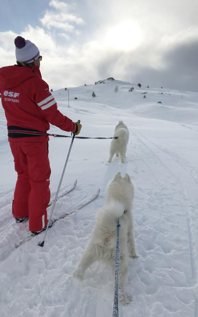 Mushing en ski nordique