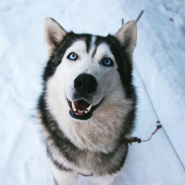 Chien de traîneau