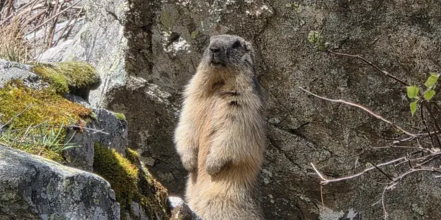 Marmotte Rotated