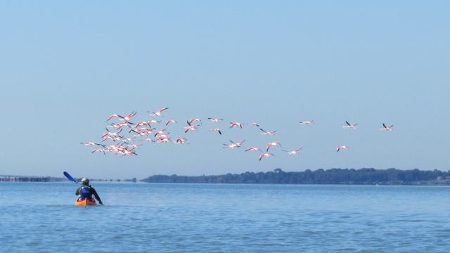 kmer-et-flamands.jpg