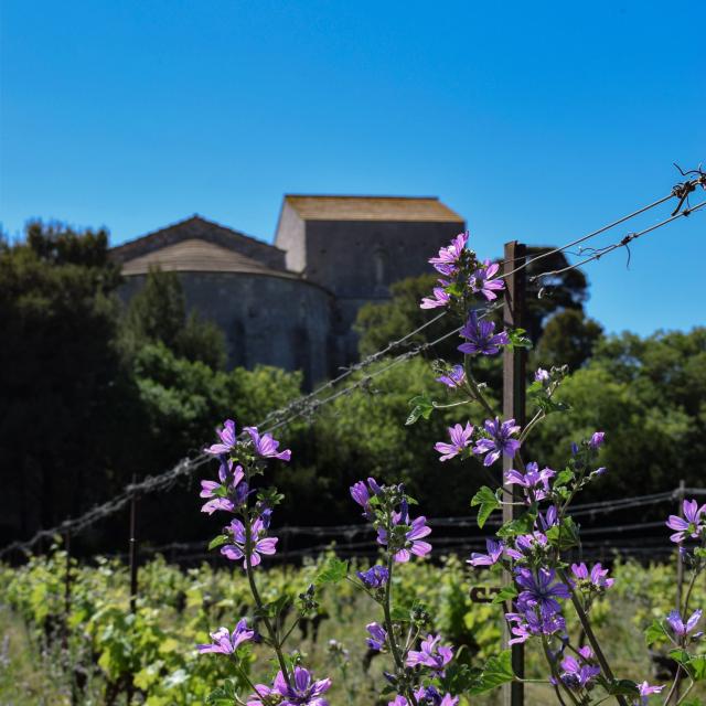 maguelone52019florianhegoburuotpalavas-scaled.jpg