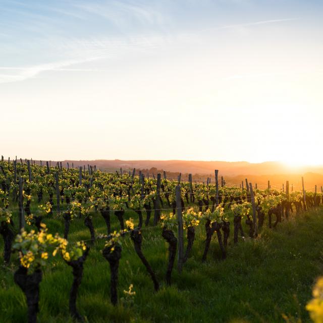 Vignes Occitanie