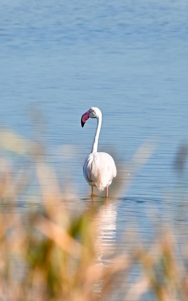 Flamants roses étangs Palavas-les-Flots