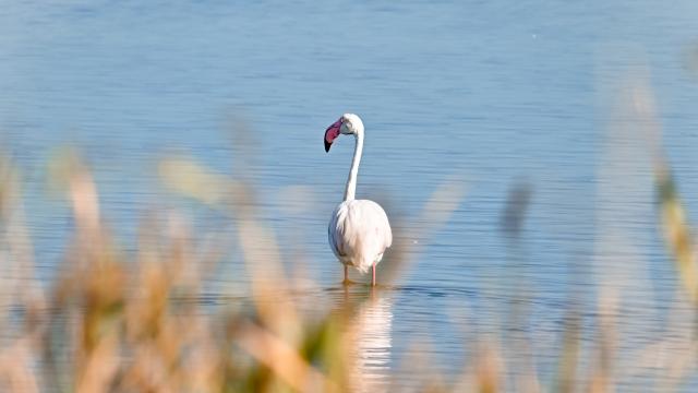 Flamants roses étangs Palavas-les-Flots