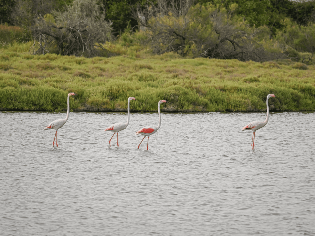 Flamants Roses Dans Les étangs Juillet 2022 Ot Palavas Les Flots Lea G (6) Retouche Min