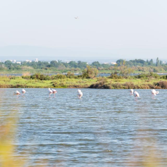 Flamants roses dans les étangs de Palavas-les-Flots