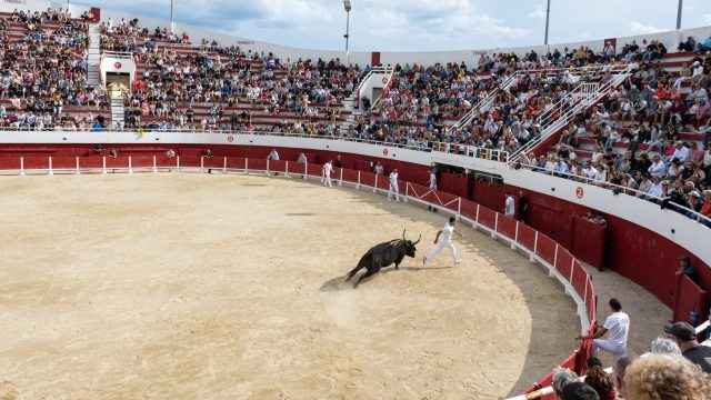 Féria de la Mer : course de taureaux dans les Arènes de Palavas-les-Flots