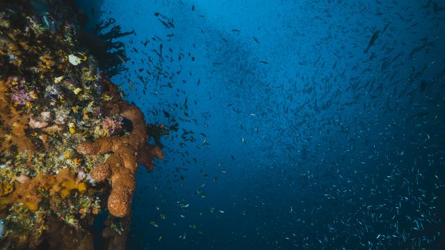 Underwater and tropical seascape