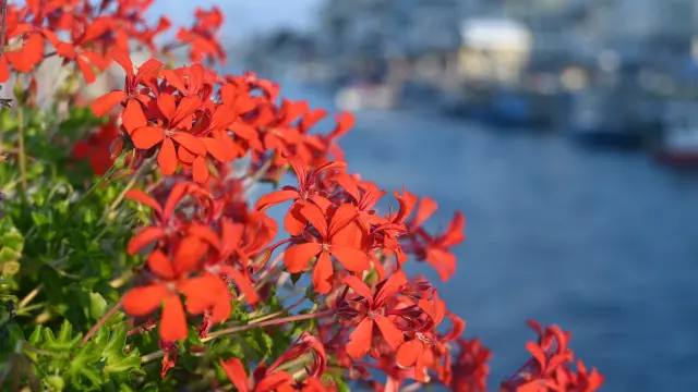 printemps à palavas les flots