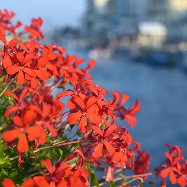 printemps à palavas les flots