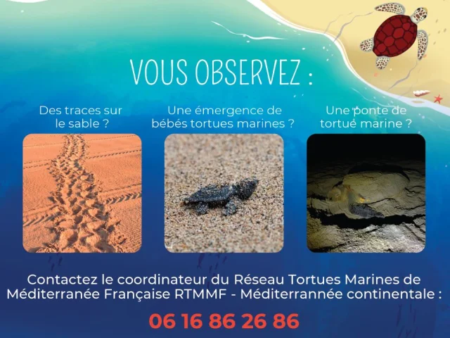 Vous Observez Une Tortue Marine